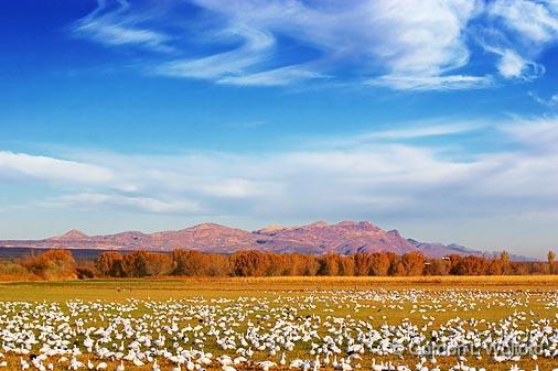 White Ground Cover_73529.jpg - Snow Geese (Chen caerulescens) photographed in the Bosque del Apache National Wildlife Refuge near San Antonio, New Mexico, USA.